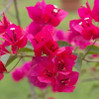 Bougainvillea - Assorted made by here at Twin Oaks Nursery & Supply
