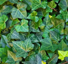 Thorndale English Ivy Ladder is here at  Twin Oaks Nursery & Supply in Denison & Sherman Tx