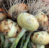 Onion Plants -1 Bundle