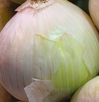 Onion Plants -1 Bundle