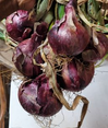 Onion Plants -1 Bundle