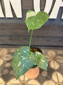 Monstera Thai Constallation - 6.5 Inch made by here at Twin Oaks Nursery & Supply