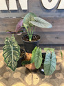 Alocasia - Assorted made by here at Twin Oaks Nursery & Supply