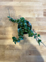 Hoya Compacta (Hindu Rope) made by here at Twin Oaks Nursery & Supply