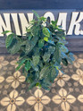Arabica Coffee Plant - 10 Inch made by here at Twin Oaks Nursery & Supply