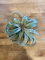 Air Plant - Xerographica