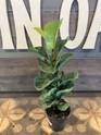 Ficus Fiddle Leaf Fig