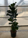 Ficus Fiddle Leaf Fig