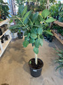 Ficus Audrey