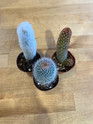 Cactus - Assorted made by here at Twin Oaks Nursery & Supply