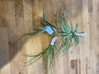 Air Plant - Assorted