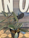Ficus Rubber Tree - Assorted made by here at Twin Oaks Nursery & Supply