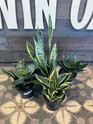Sansevieria - Assorted