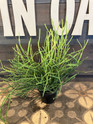 Pencil Cactus - 6 Inch made by here at Twin Oaks Nursery & Supply