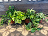 Pothos - Assorted