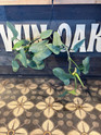 Philodendron Silver Sword made by here at Twin Oaks Nursery & Supply