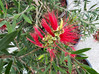 Hardy Bottlebrush