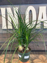 Ponytail Palm made by here at Twin Oaks Nursery & Supply