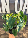 Philodendron Burle Marx Variegated -6 Inch