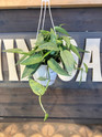 Pothos Cebu Blue made by here at Twin Oaks Nursery & Supply