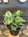 Peperomia - Variegated