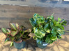 Peperomia - Assorted