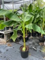  Ornamental & Flowering Trees Twin Oaks Nursery & Supply