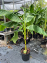 Banana Tree
