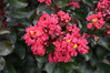 Barista 'Cherry Mocha' Crape Mytle made by here at Twin Oaks Nursery & Supply