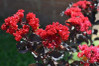 Crape Myrtle 'Ebony Flame