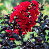 Crape Myrtle 'Ebony Flame