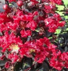 Crape Myrtle 'Ebony Ember' made by here at Twin Oaks Nursery & Supply