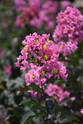 Enduring Pink Crape Myrtle