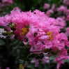Barista 'Dark Roast' Crape Myrtle made by here at Twin Oaks Nursery & Supply