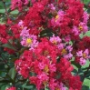 Princess Zoey Crape Myrtle made by here at Twin Oaks Nursery & Supply
