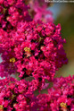Princess Kylie Crape Myrtle made by here at Twin Oaks Nursery & Supply
