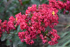  Crape Myrtles Twin Oaks Nursery & Supply