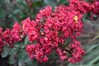 Barista 'Lava Java' Crape Mytle made by here at Twin Oaks Nursery & Supply
