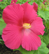 Big Hit Hardy Hibiscus