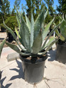 American Blue Agave made by here at Twin Oaks Nursery & Supply