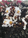 Crape Myrtle 'Ebony and Ivory'