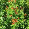 Flame Acanthus