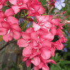 Pettie Red Oleander made by here at Twin Oaks Nursery & Supply