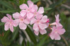 Petite Pink Oleander made by here at Twin Oaks Nursery & Supply
