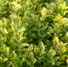 Howardi Ligustrum made by here at Twin Oaks Nursery & Supply