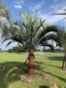 Pindo Palm
