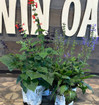 Perennials- All Varieties