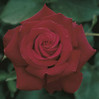 Rose Firefighter