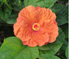 Orange Seduction Tropical Hibiscus