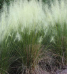 White Cloud Muhly Grass
